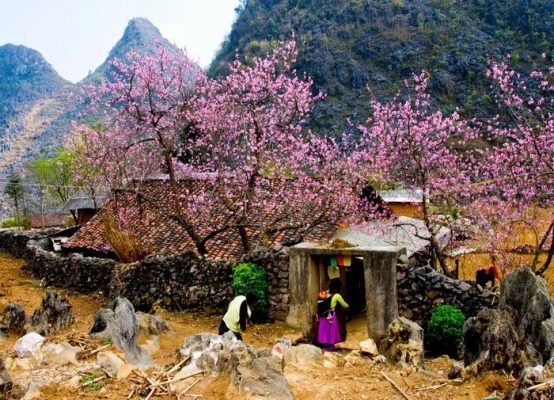 Bánh Đậu Xanh Hữu Bình Gửi Hình Ảnh Mùa Xuân