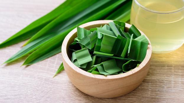 Tác dụng chữa bệnh của lá dứa - Báo Quảng Ngãi điện tử